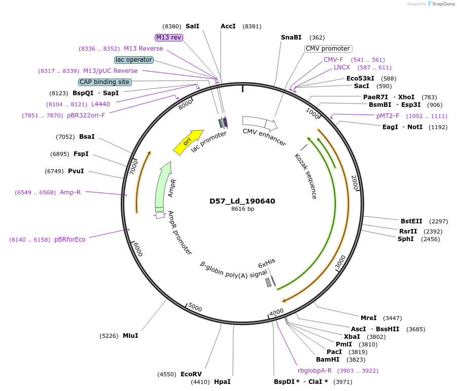 135870-plasmid-map-sequence-id-275109