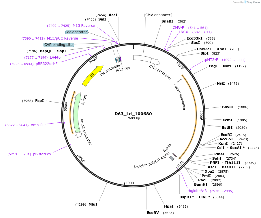 135876-plasmid-map-sequence-id-275111