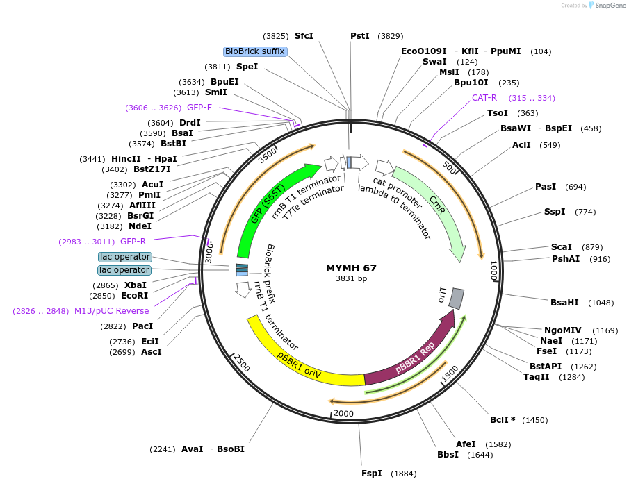 138048-plasmid-map-sequence-id-275121