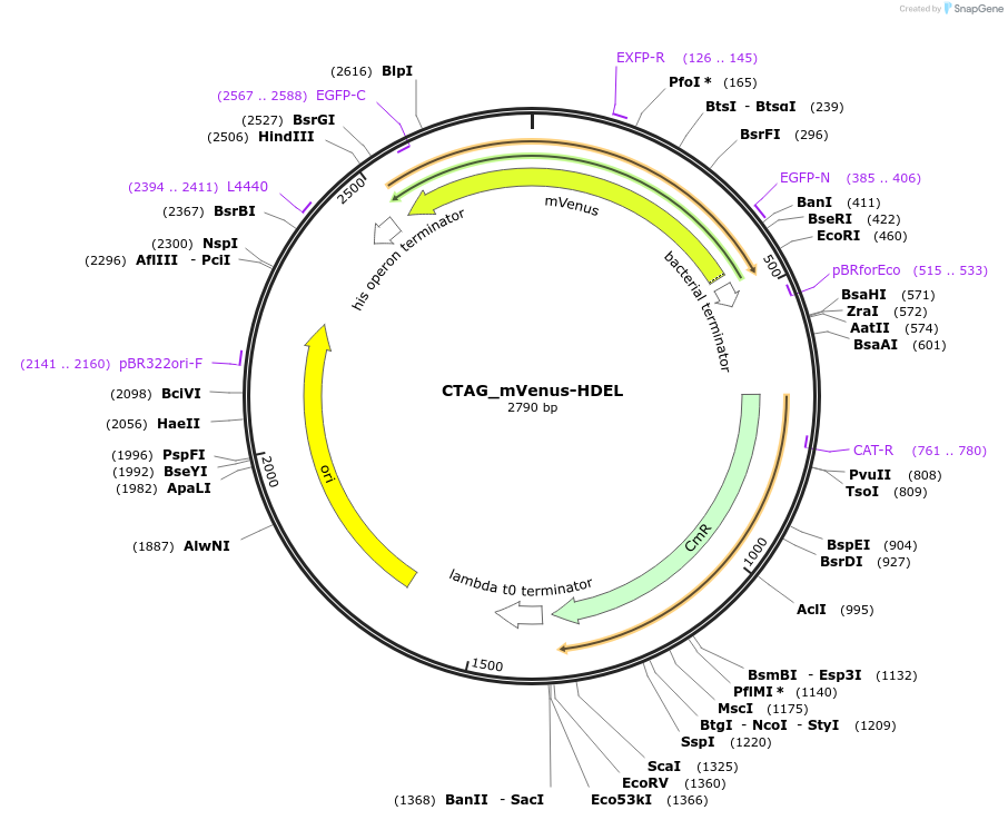 136107-plasmid-map-sequence-id-275125