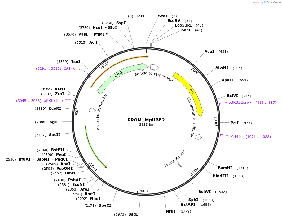 136109-plasmid-map-sequence-id-275127