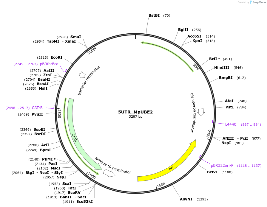 136110-plasmid-map-sequence-id-275128
