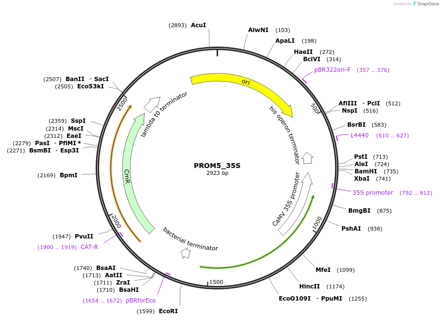 136111-plasmid-map-sequence-id-275129