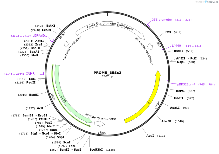136112-plasmid-map-sequence-id-275130
