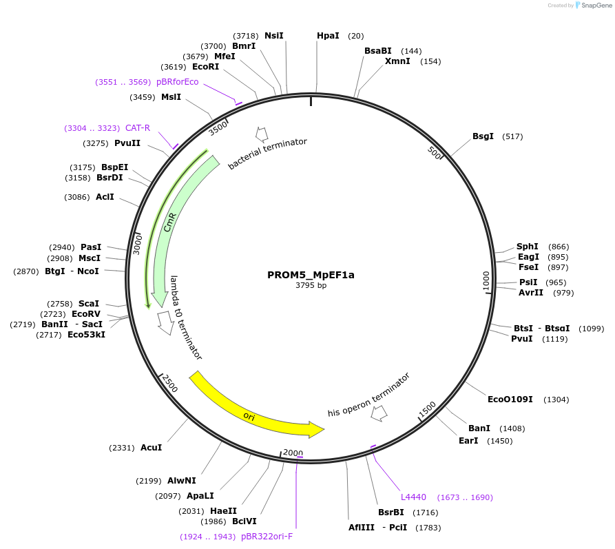 136113-plasmid-map-sequence-id-275131