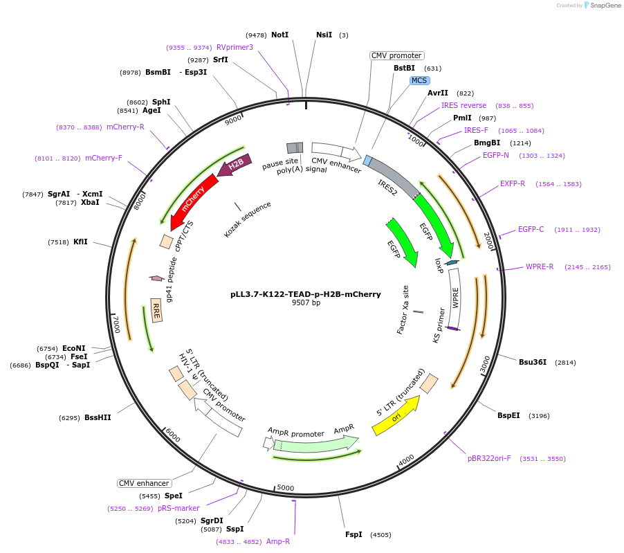139648-plasmid-map-sequence-id-275133