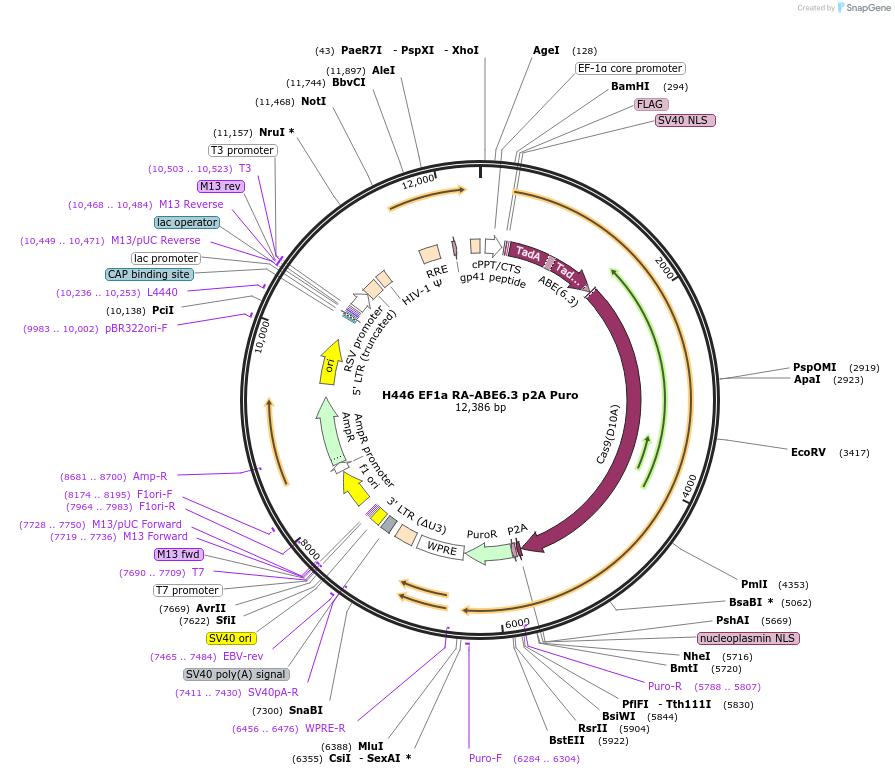 139104-plasmid-map-sequence-id-275136