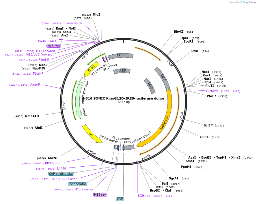 138178-plasmid-map-sequence-id-275138
