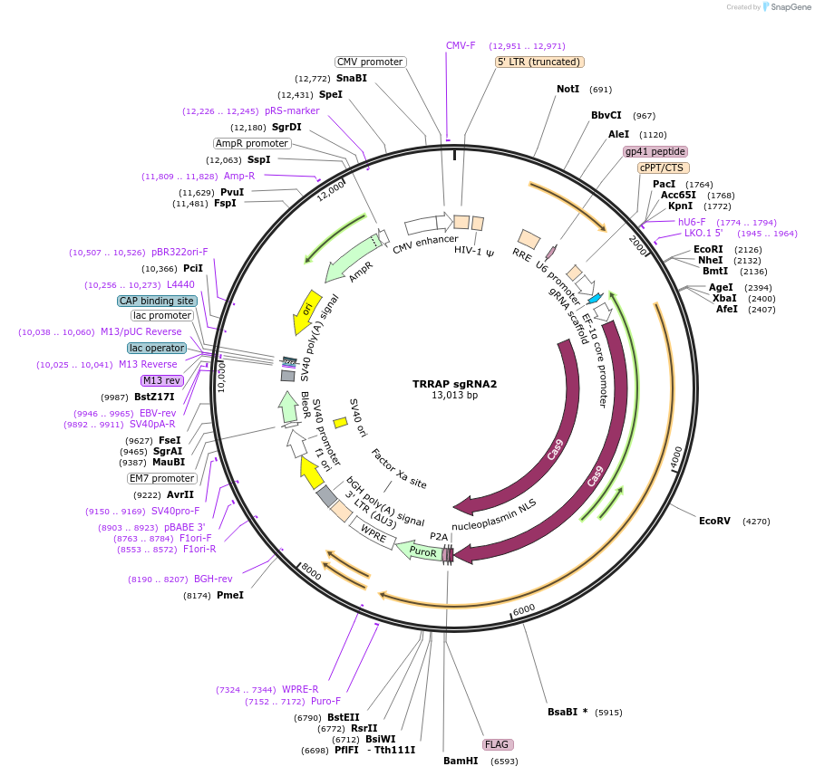 138183-plasmid-map-sequence-id-275139