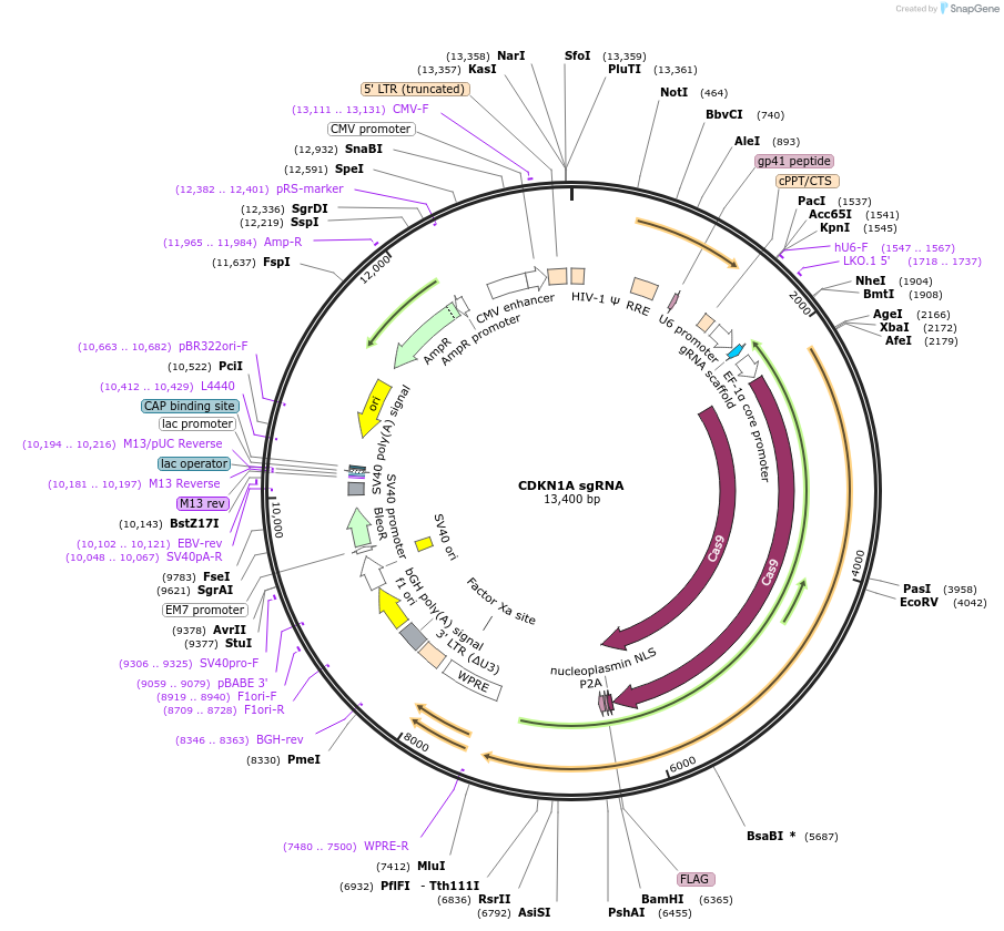 138189-plasmid-map-sequence-id-275142