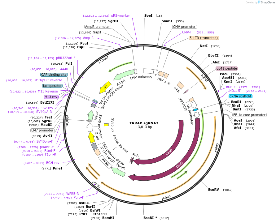 138184-plasmid-map-sequence-id-275143