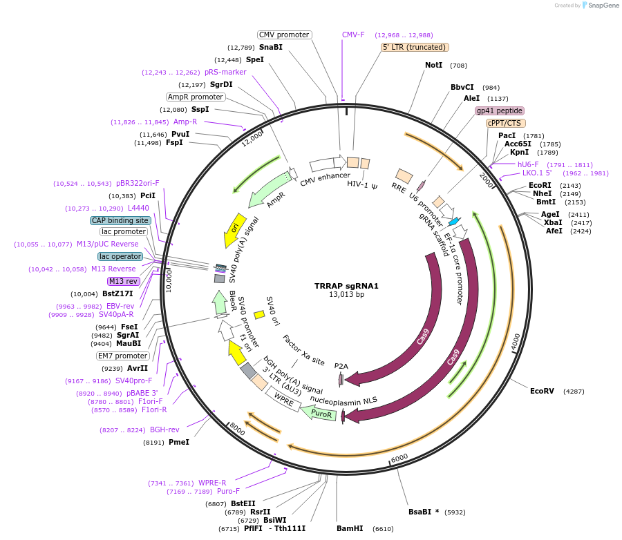 138182-plasmid-map-sequence-id-275145