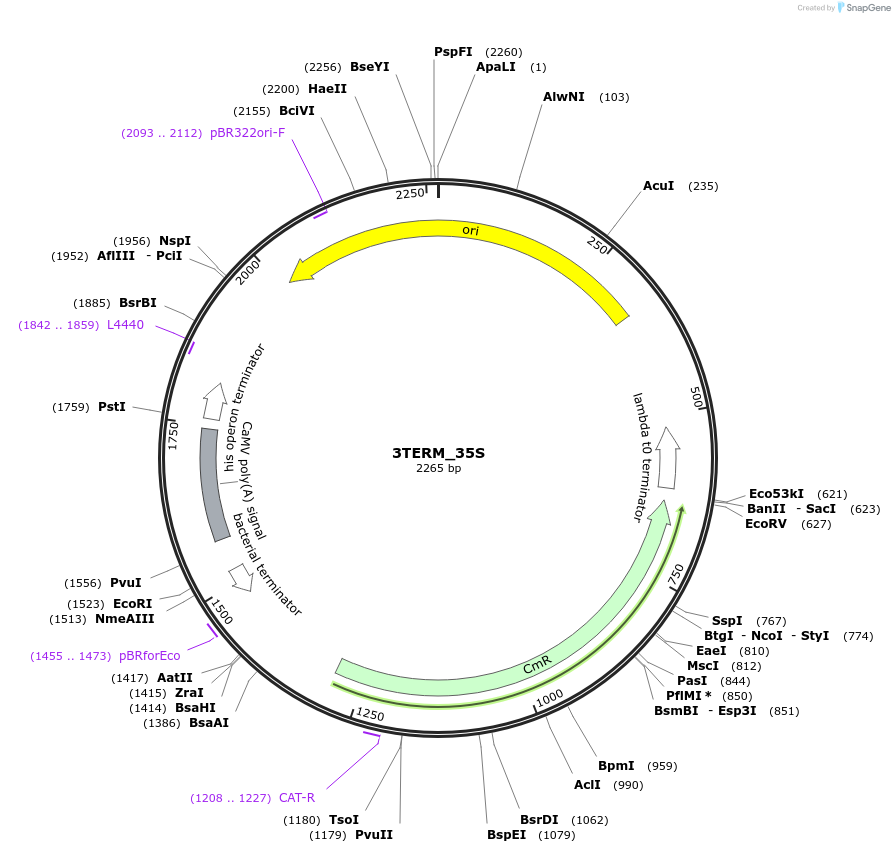 136114-plasmid-map-sequence-id-275152