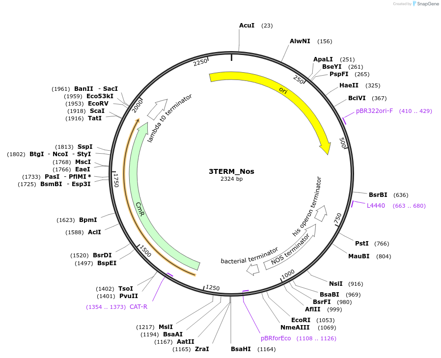 136115-plasmid-map-sequence-id-275154