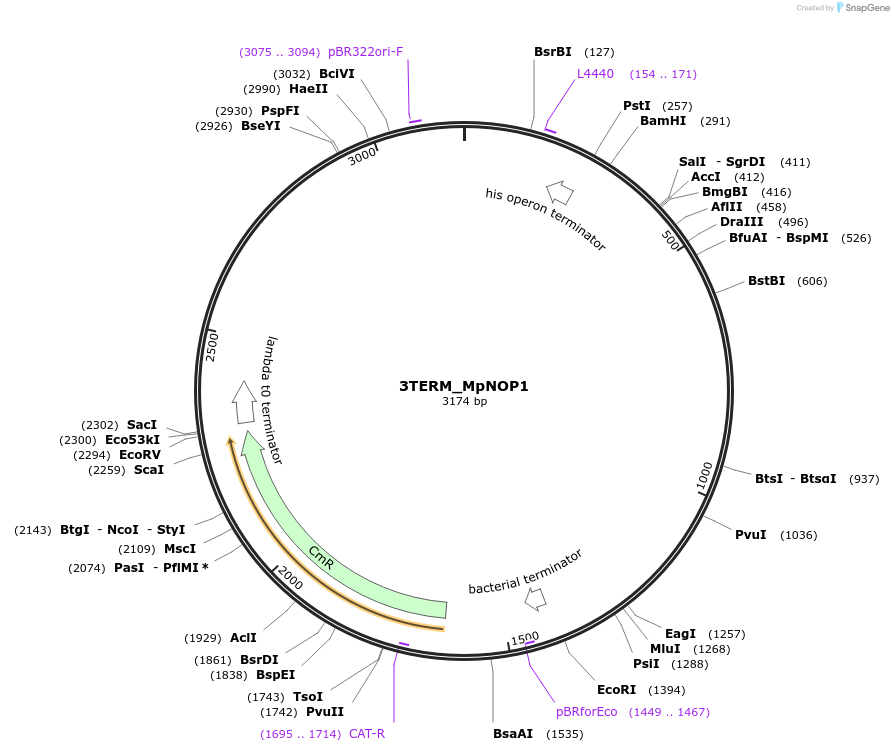 136119-plasmid-map-sequence-id-275158