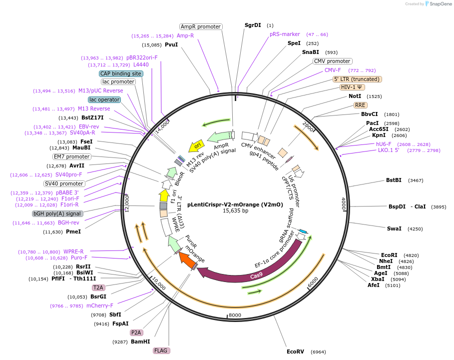 140206-plasmid-map-sequence-id-275159