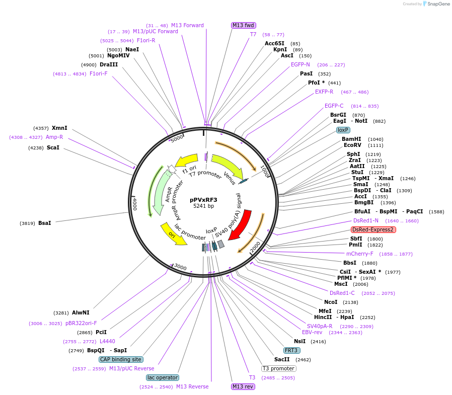 138385-plasmid-map-sequence-id-275173