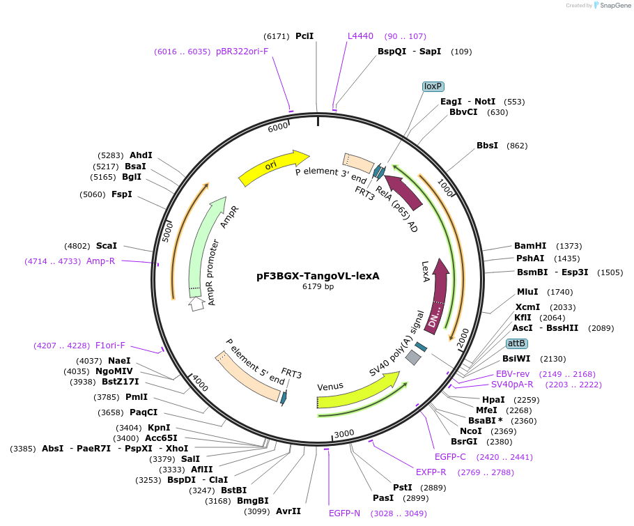 138406-plasmid-map-sequence-id-275175