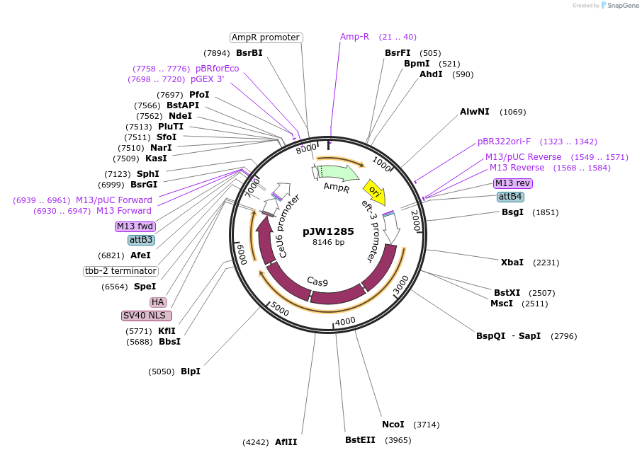 61252-plasmid-map-sequence-id-275178