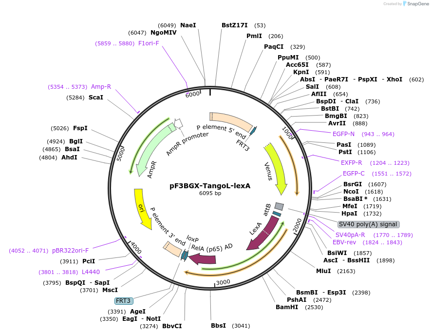 138404-plasmid-map-sequence-id-275179