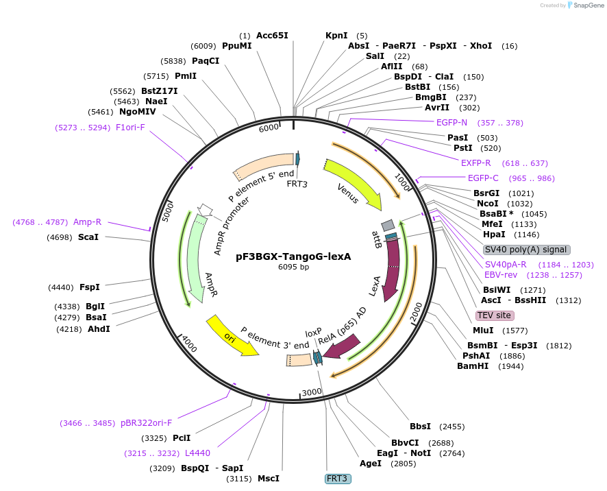 138403-plasmid-map-sequence-id-275181