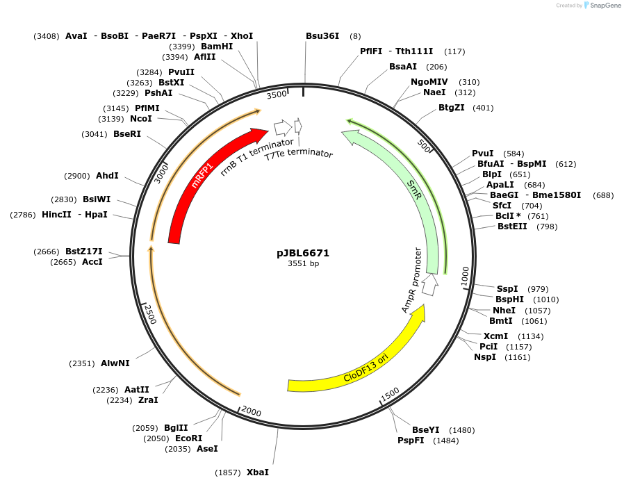 139148-plasmid-map-sequence-id-275185