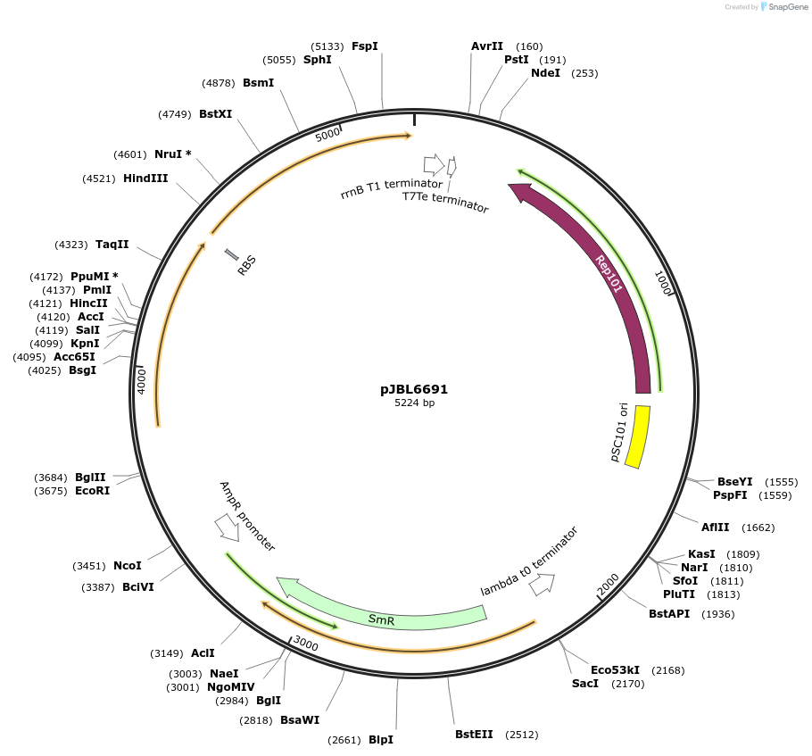 139157-plasmid-map-sequence-id-275188