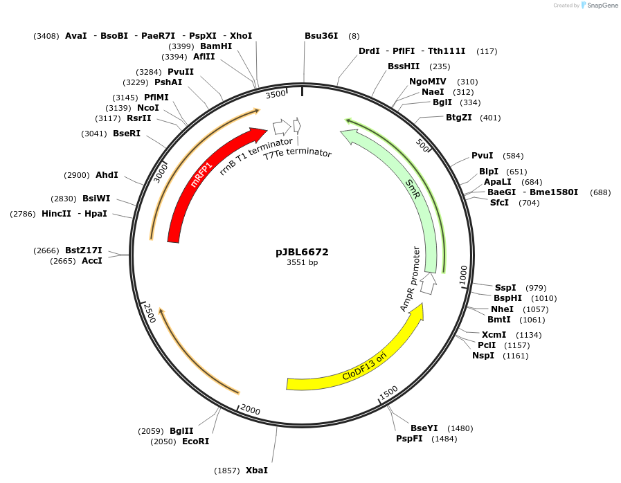 139149-plasmid-map-sequence-id-275190