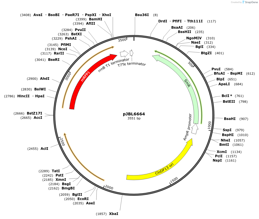 139141-plasmid-map-sequence-id-275192