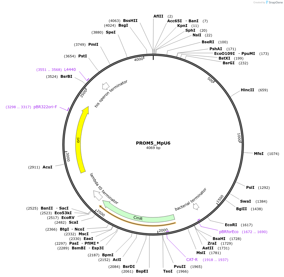 136120-plasmid-map-sequence-id-275193
