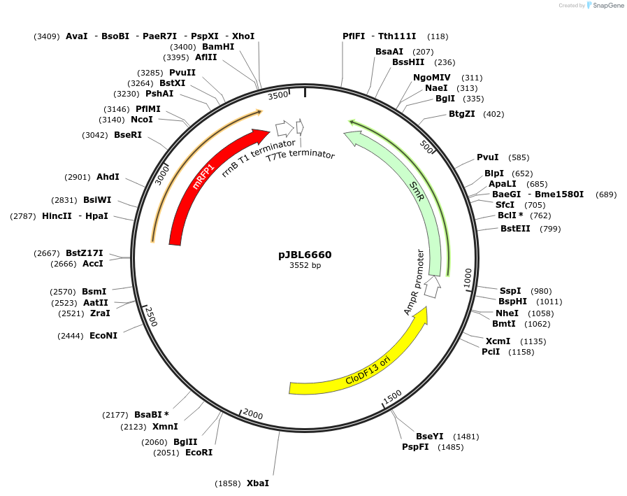 139137-plasmid-map-sequence-id-275194