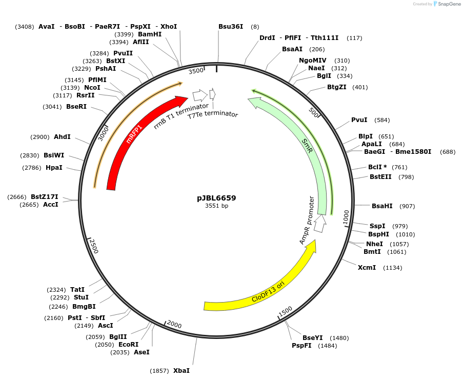 139136-plasmid-map-sequence-id-275197