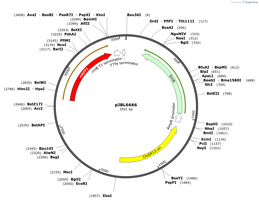 139143-plasmid-map-sequence-id-275202
