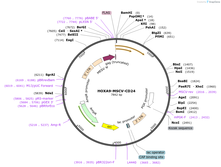 20975-plasmid-map-sequence-id-275204