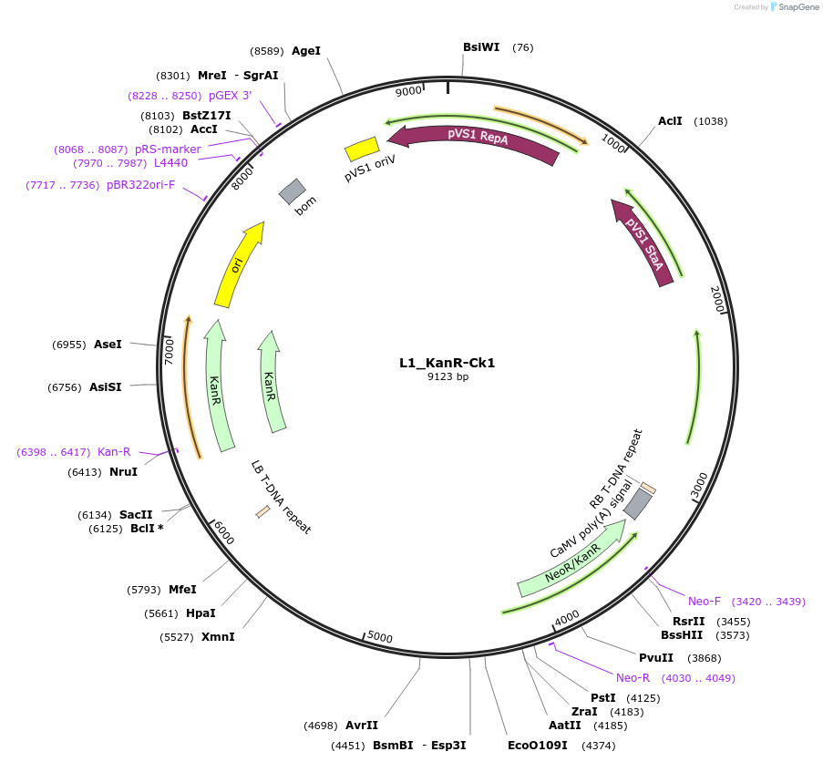 136123-plasmid-map-sequence-id-275209