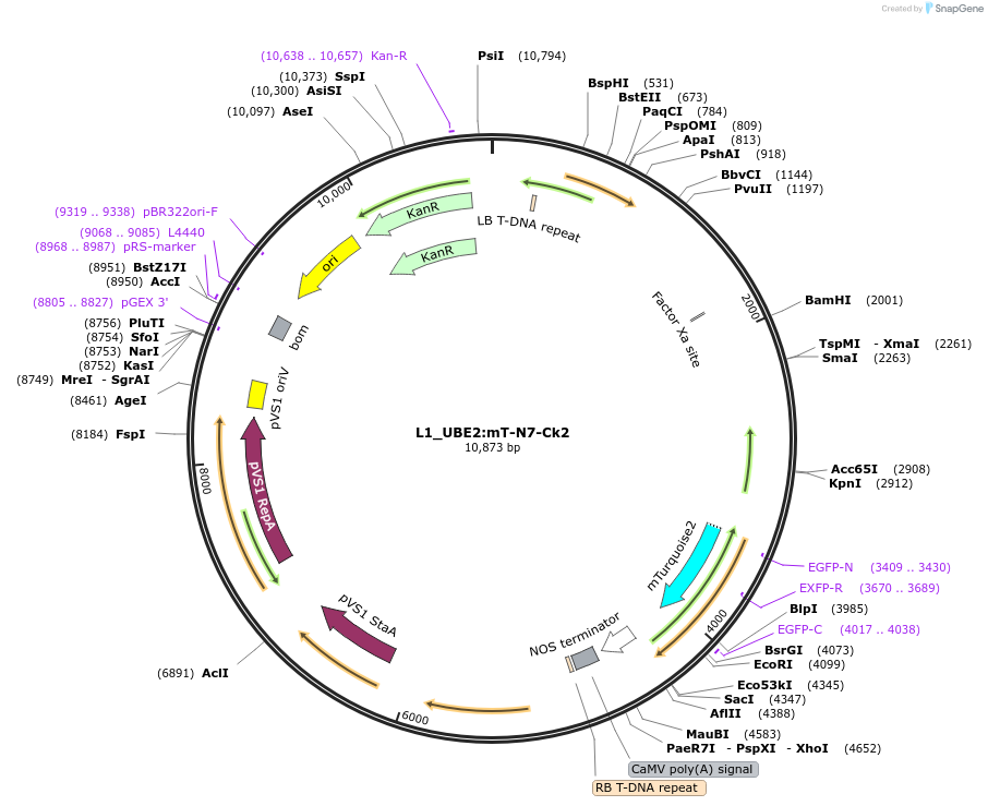 136127-plasmid-map-sequence-id-275211