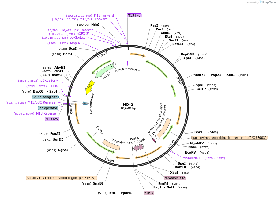 20864-plasmid-map-sequence-id-275215