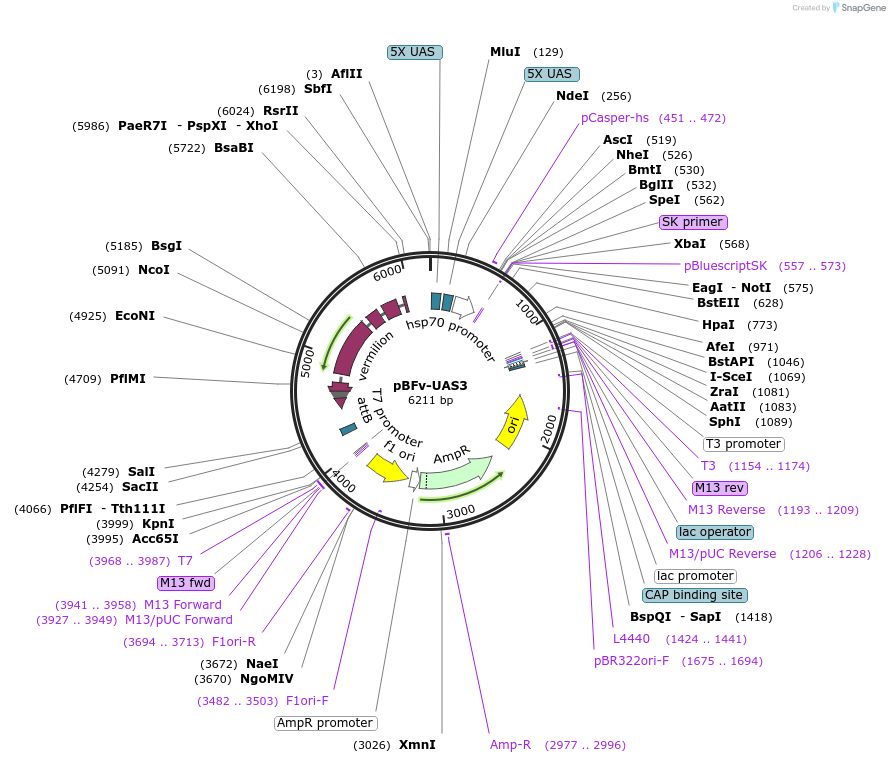 138399-plasmid-map-sequence-id-275230