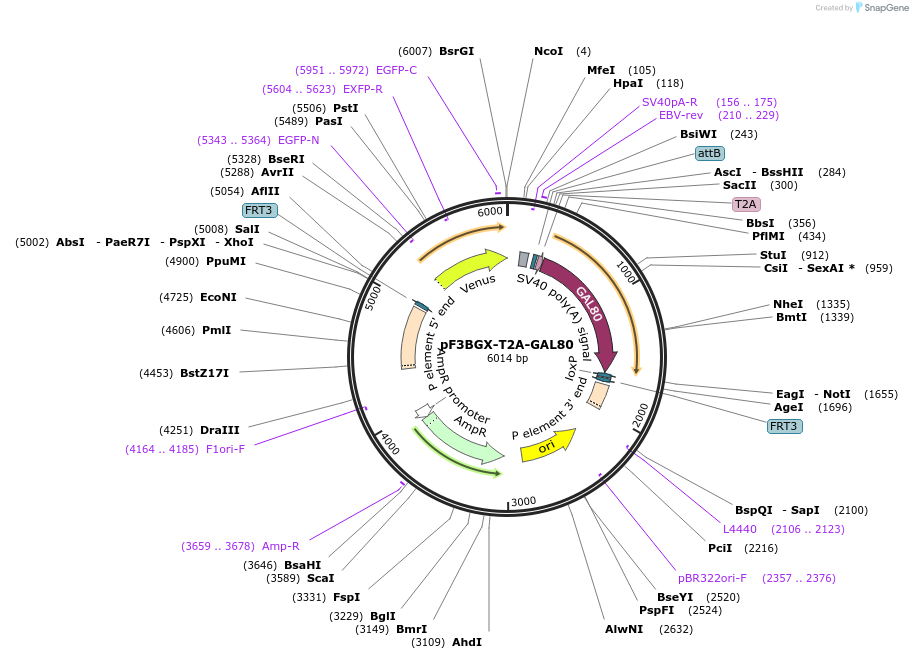 138396-plasmid-map-sequence-id-275233