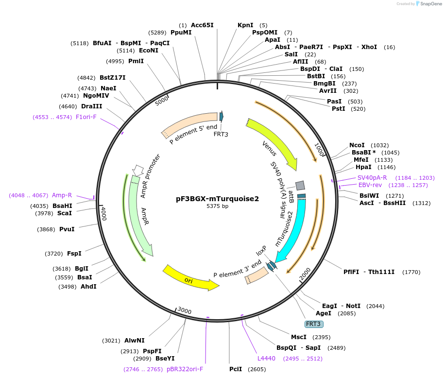 138390-plasmid-map-sequence-id-275249