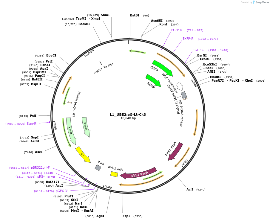 136129-plasmid-map-sequence-id-275253