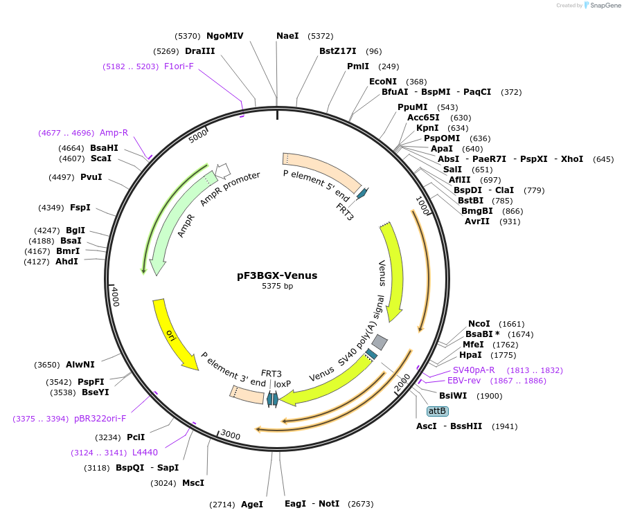 138388-plasmid-map-sequence-id-275254