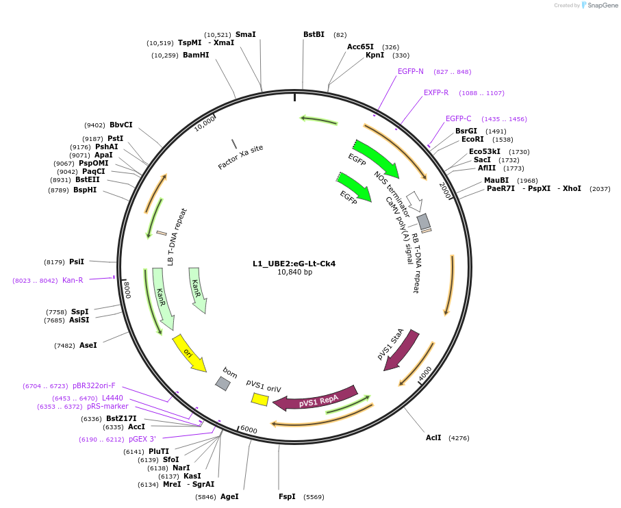 136130-plasmid-map-sequence-id-275255