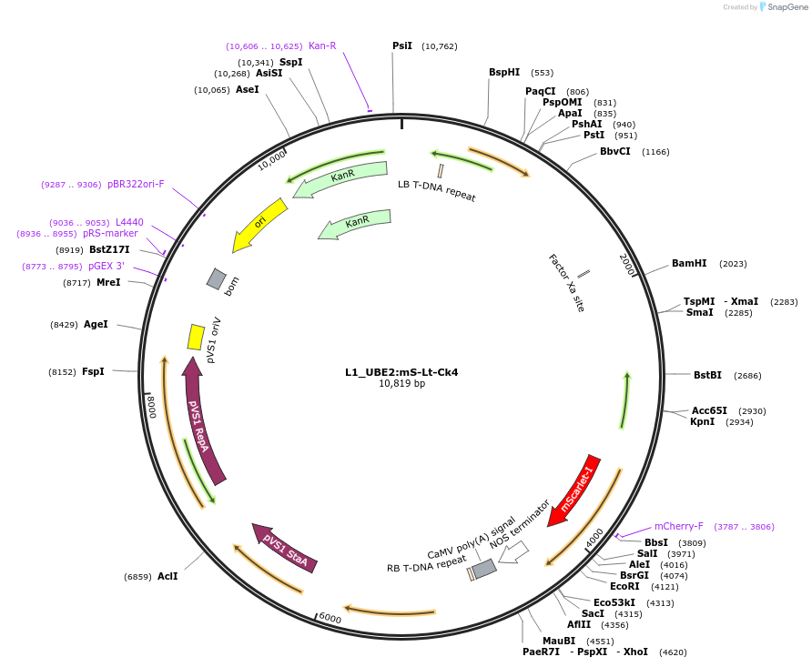136132-plasmid-map-sequence-id-275259