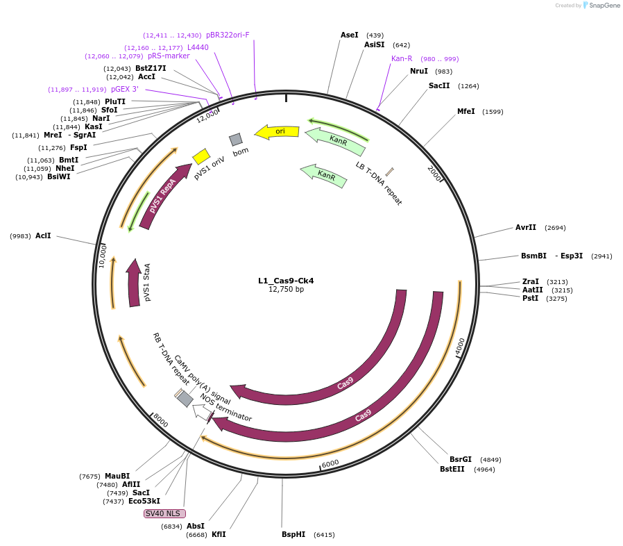 136135-plasmid-map-sequence-id-275262