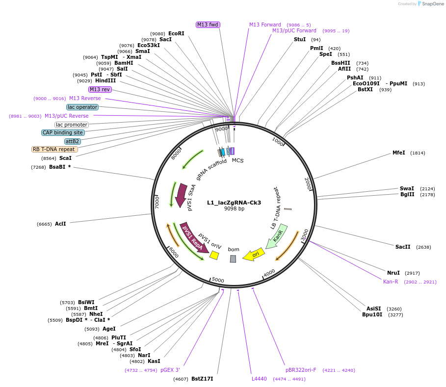 136136-plasmid-map-sequence-id-275264