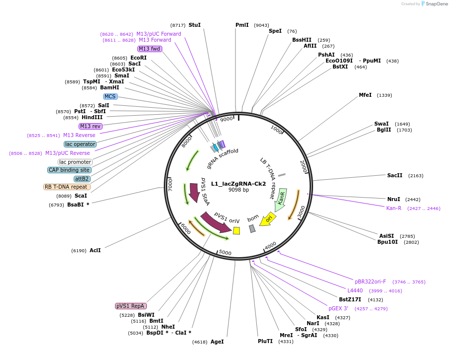 136137-plasmid-map-sequence-id-275266