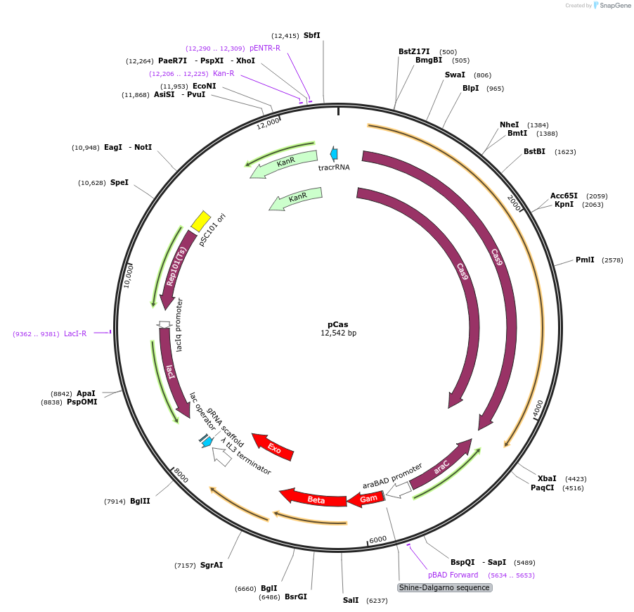 62225-plasmid-map-sequence-id-275267