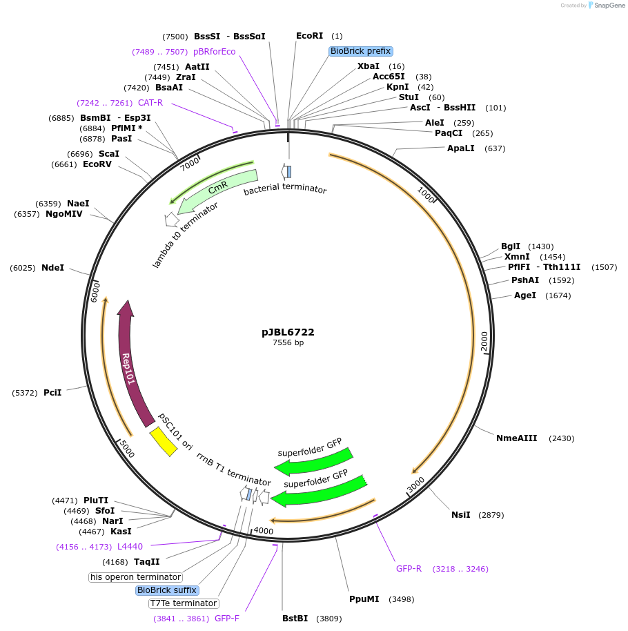 139153-plasmid-map-sequence-id-275270