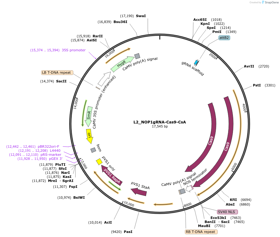 136139-plasmid-map-sequence-id-275276